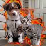 animals_housei | Unsorted