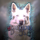 londondogscgannel | Unsorted