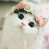 socutekittens | Unsorted