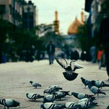 nabathalhayat | Unsorted