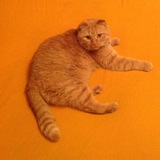 catseditor | Unsorted
