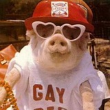 gaypig | Unsorted