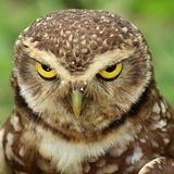 burrowingowl | Unsorted