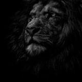 black_lion_king | Unsorted