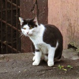 catfromyourstreet | Неотсортированное