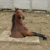 horse_linguistic_overdose | Unsorted