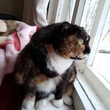 boardingcat | Unsorted