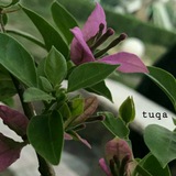 tuqa_esam | Unsorted