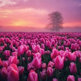 apiede_libero | Unsorted