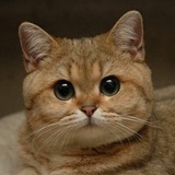 your_cattg | Unsorted