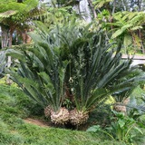 Cycads in Russia and beyond