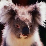 koalasforever | Unsorted
