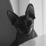 neprokotikov | Unsorted
