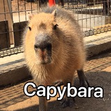 capybaras | Природа