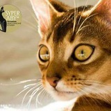 Superaby абиссинские кошки коты котята / Abyssinian cats