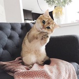 kotikeveryday | Неотсортированное