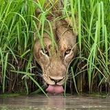 wildlife555 | Unsorted