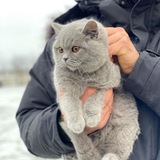 pishanthecat | Неотсортированное