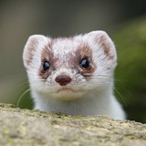 matthewthestoat | Unsorted