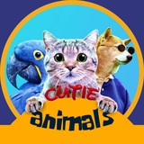 cutie_animals | Unsorted