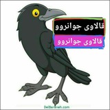 qallawiyjvanroo | Unsorted