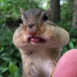 chipmunksoftiktok | Unsorted