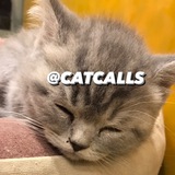 catcallss | Unsorted