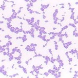 medicalmicrobiolpgy | Unsorted