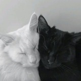 video_cutes | Unsorted
