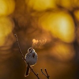naghme_tasnif | Unsorted