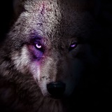 dark_wolf_official | Unsorted