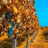mendoza | Unsorted