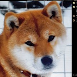 shibabfmatsu | Unsorted