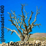 lonsadat1400 | Unsorted