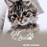 gif_animals | Unsorted