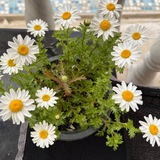 passion_pursuie | Unsorted