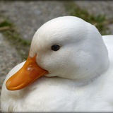 randomduck | Unsorted