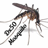 dx50mosquito | Unsorted