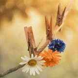 naturalphoto5 | Неотсортированное