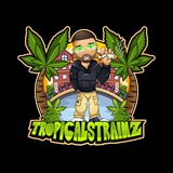 tropicalstrainzams | Unsorted