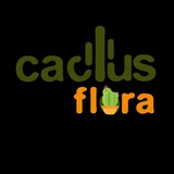 floracactus | Unsorted