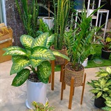 mehrbano_florist | Unsorted