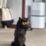billydollarcat | Unsorted