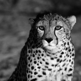 cheetah | Unsorted