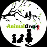 animalgramit | Неотсортированное