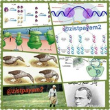 zistpayam2 | Unsorted