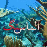 taadol_bakhsh | Unsorted