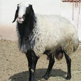 moshavereh_sheep | Unsorted