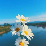 hodoa8 | Неотсортированное