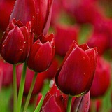 dostan_nab | Unsorted